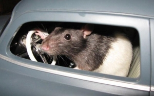 Image of a rodent in a toy car