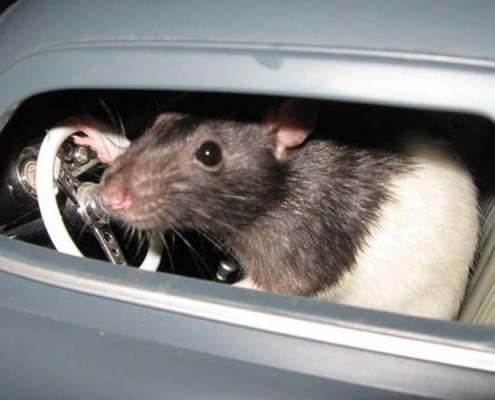 Image of a rodent in a toy car