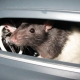 Image of a rodent in a toy car