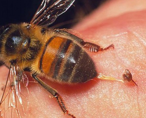 Image of a bee leaving stinger on skin