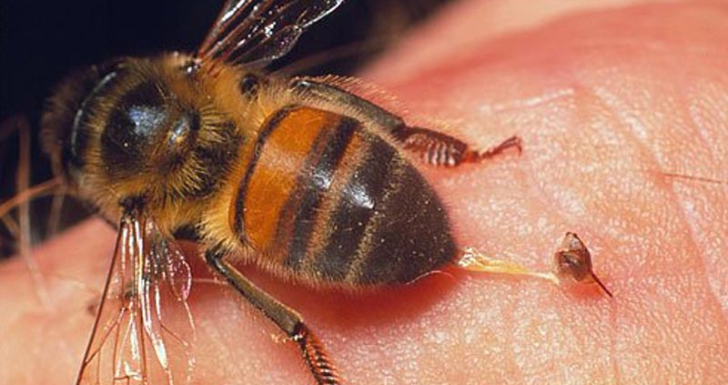 Image of a bee leaving stinger on skin