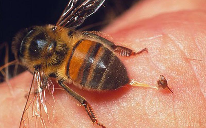 Image of a bee leaving stinger on skin