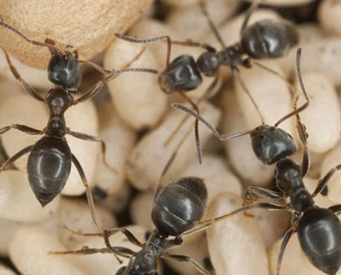 Image of black ants