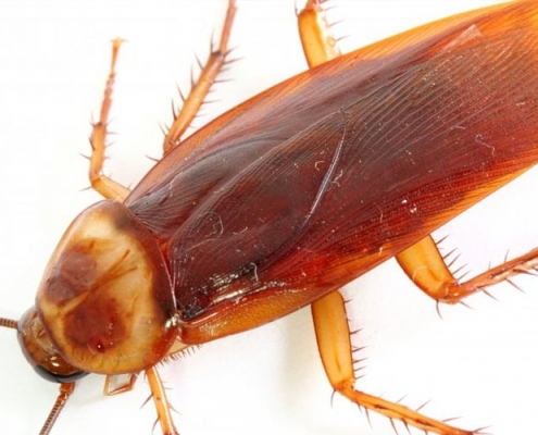 An Image of a cockroach