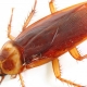 An Image of a cockroach