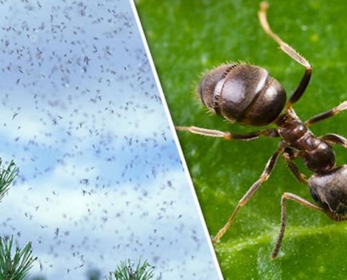 Flying ants and a large ant