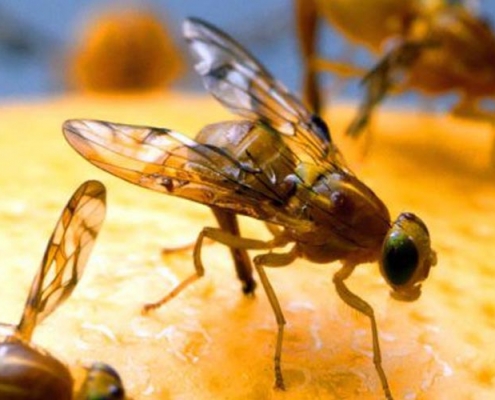 Image of fruit flies on an orange