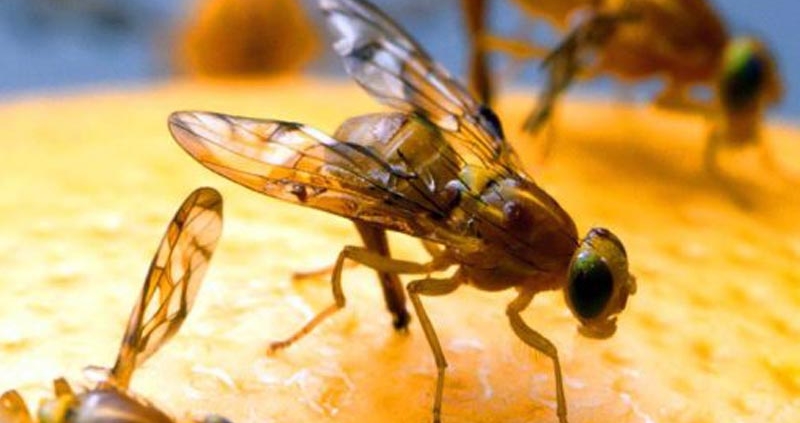 Image of fruit flies on an orange