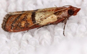 Image of a moth