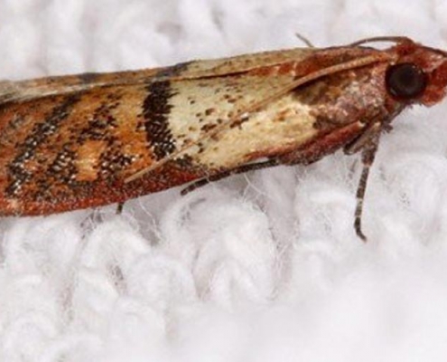 Image of a moth