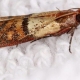 Image of a moth