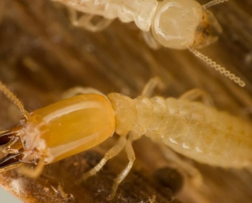 Image of termites