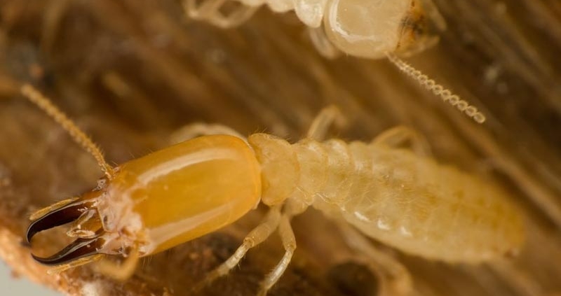 Image of termites