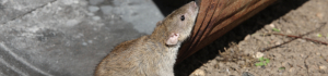 Image of a rat in a bin