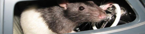 Image of a rat in a car