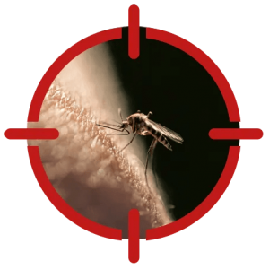 Image of a mosquito