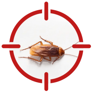 Image of a cockroach