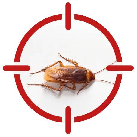 Commercial Pest Inspections