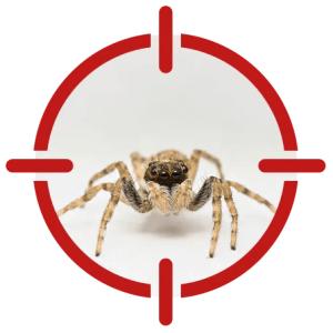 Image of a spider