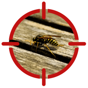 Image of a wasp