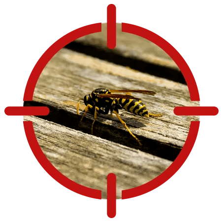 Image of a wasp