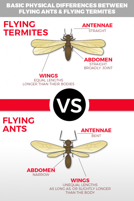 Why Flying Ants Day Happens & How to Know It's Not Termites