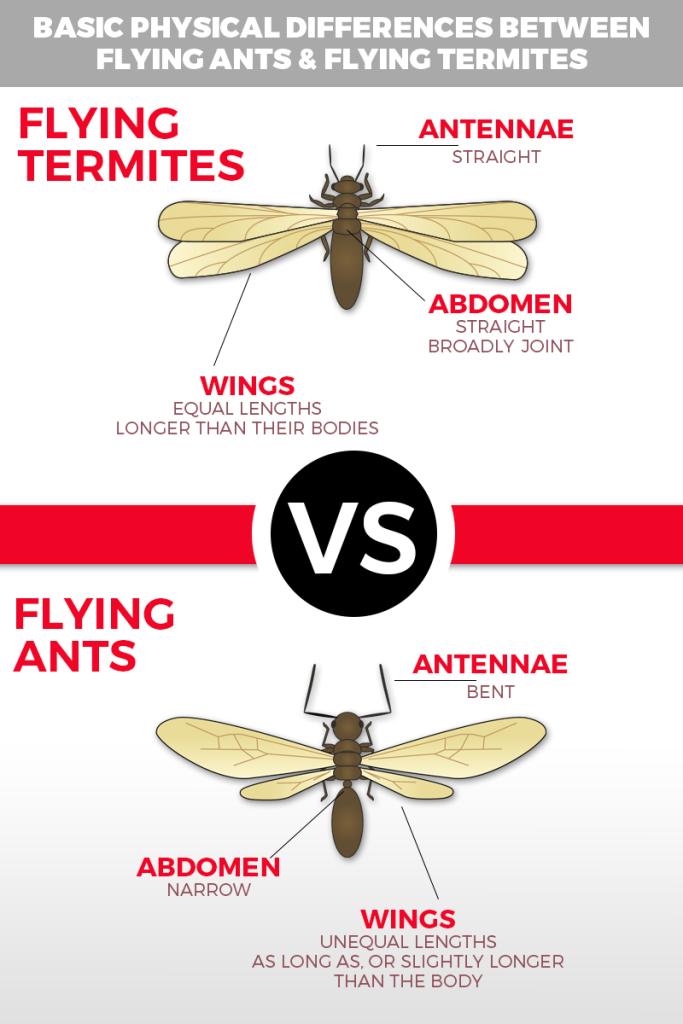 Image of termites and ants difference infographic