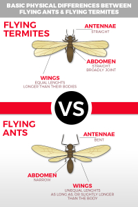 Image of infographic of the difference between termites and ants