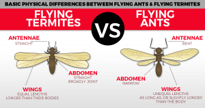 Image of termites and ants difference infographic