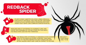 Image of red back spider infographic