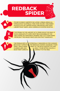 Image of red back spider infographic