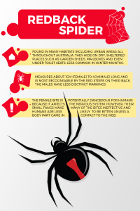 Image of redback spider infographic