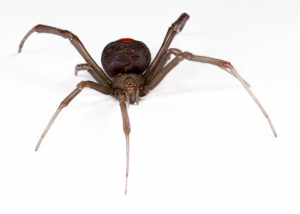 Image of red back spider