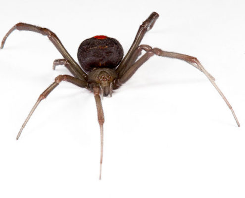 Image of red back spider