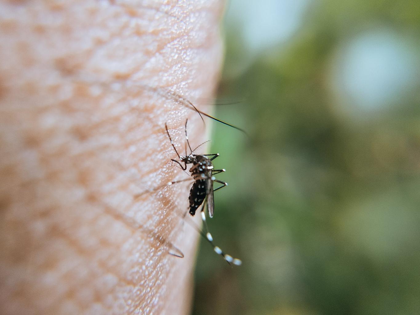 Image of a mosquito on skin
