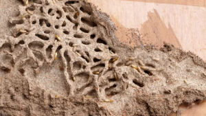 Termite video image