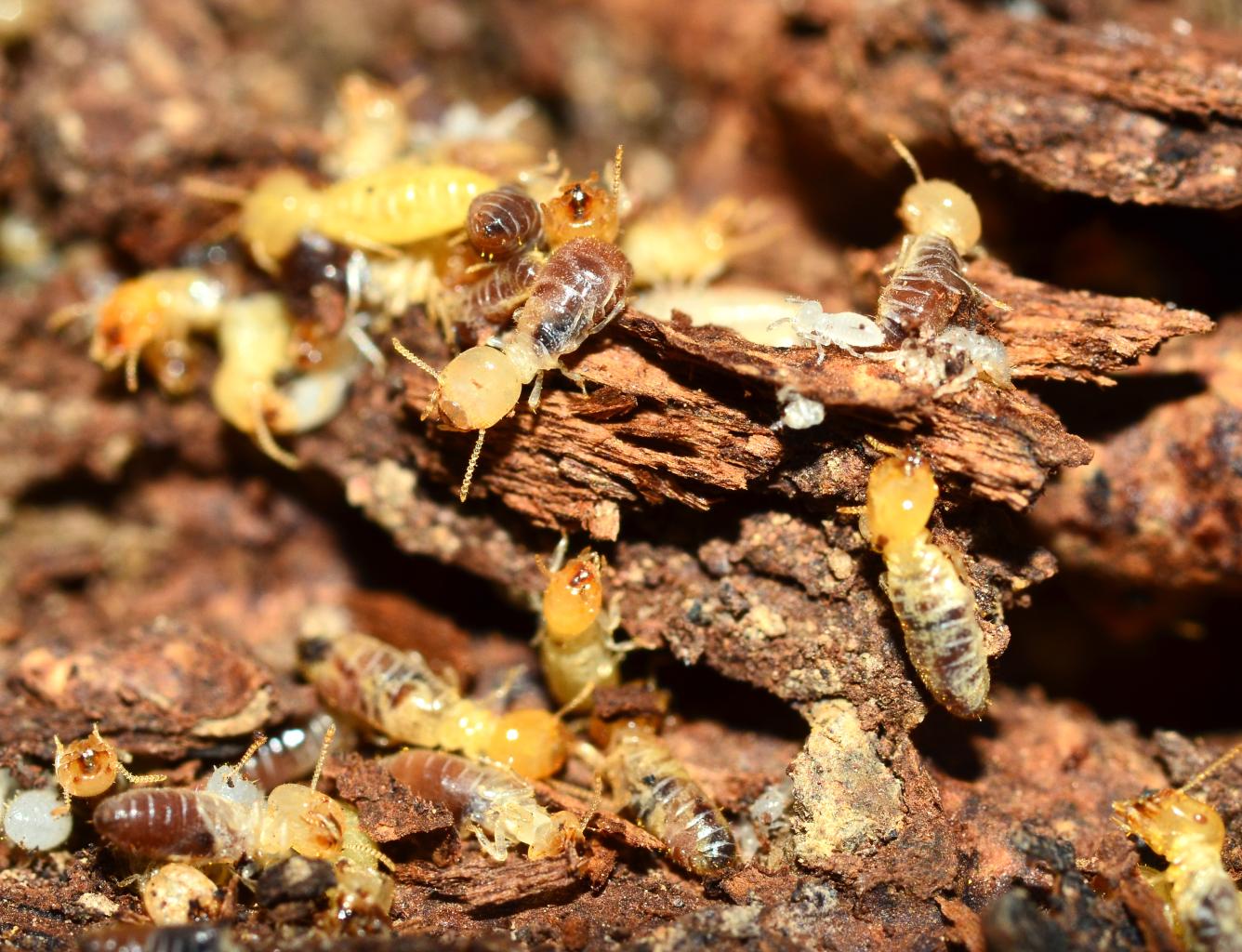 Image of termites on decomposing wood