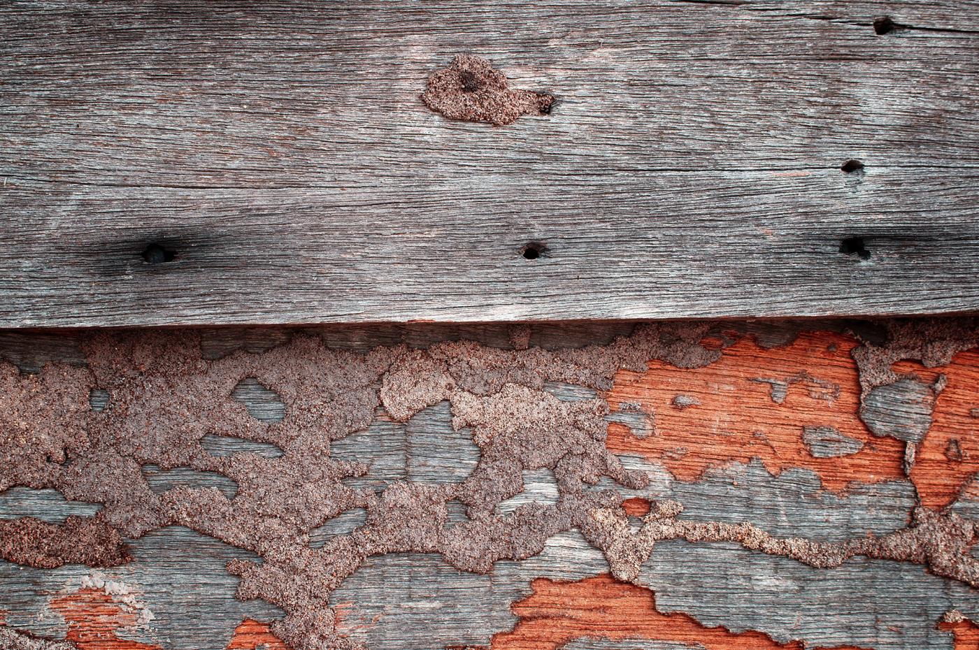 Image of termite damage