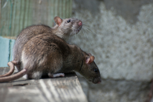 Image of two rats