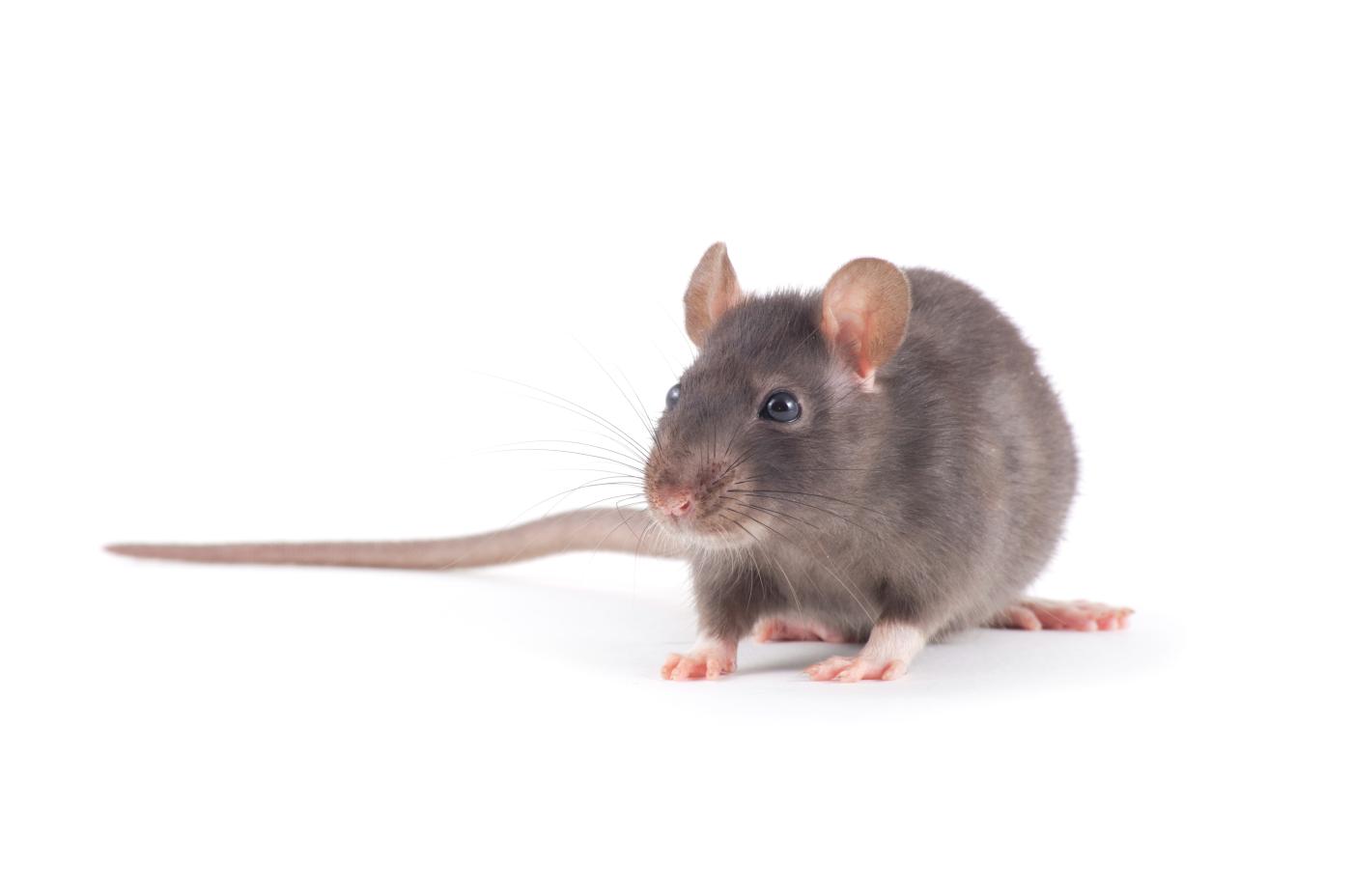 Image of a Rat