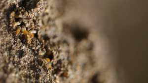 Image of termite mound