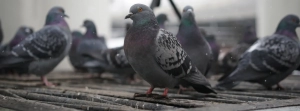 Image of pigeons together on a roof