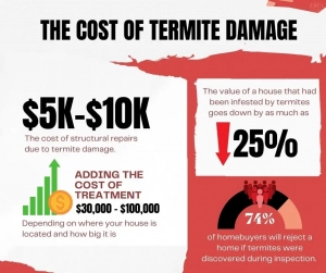 Infographic of termite damage cost