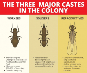 Image of The Three termite Caste
