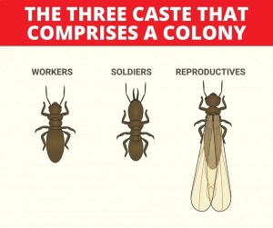 Image of The Three termite Caste