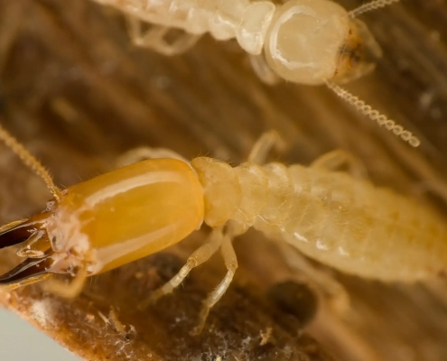 Image of subterranean termites