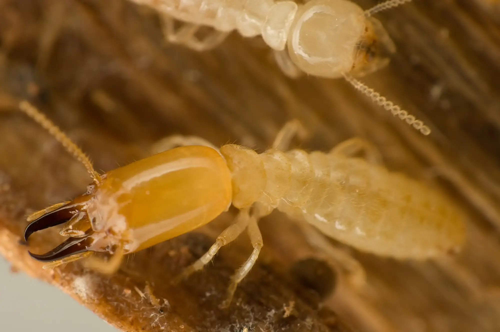 Image of subterranean termites