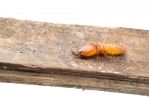 Image of a termite on a wood