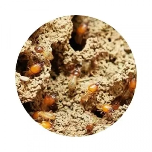 Image of termites