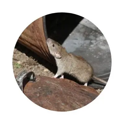 Image of a rat